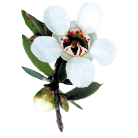 Huile essentielle Manuka sauvage (Leptospermum scoparium)