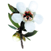 Huile essentielle Manuka sauvage (Leptospermum scoparium)