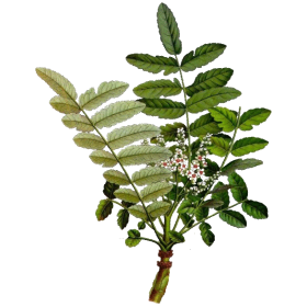 Boswellia Bio extrait 30% en gélules, anti-inflammatoire naturel