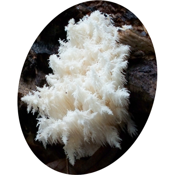 Hericium Erinaceus extrait BIO en gélules
