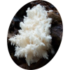 Hericium Erinaceus extrait BIO en gélules